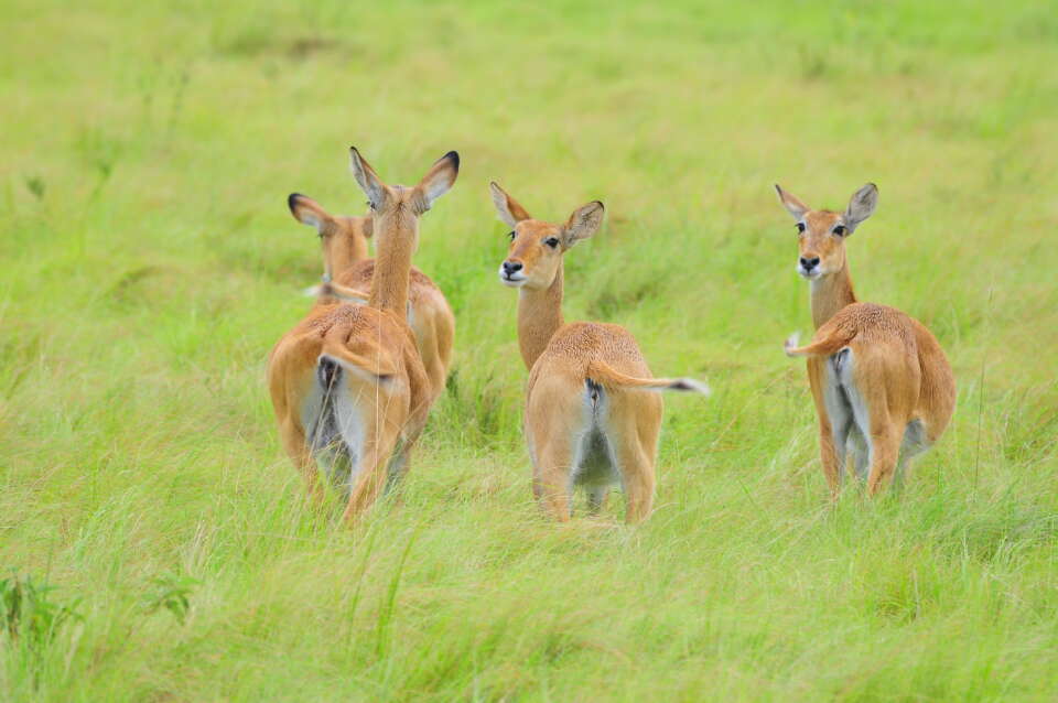 QUEEN ELIZABETH NATIONAL PARK