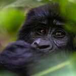 Your Ultimate Checklist for Uganda Gorilla Trekking: 10 Must-dos