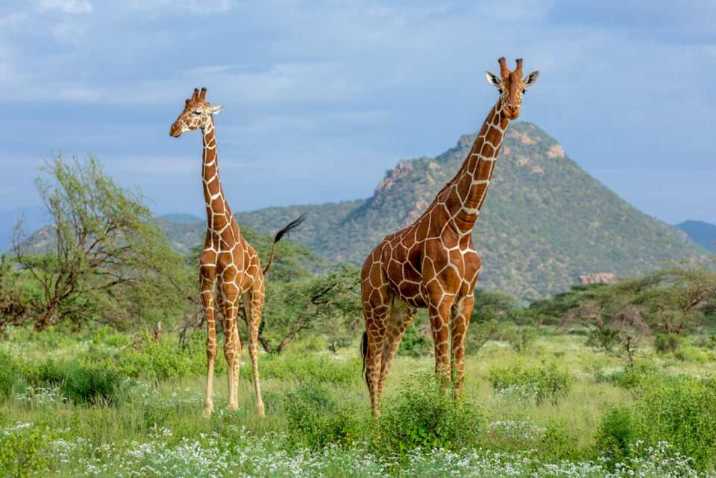 Mkomazi National Park