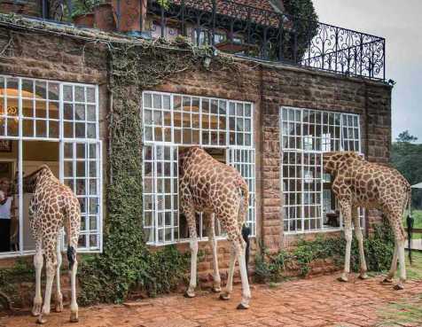 GIRAFFE MANOR