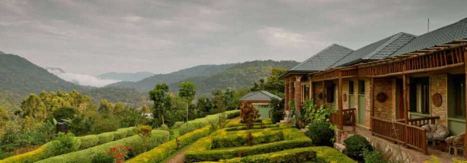 7 thrilling gorilla trekking adventures in Uganda's wild