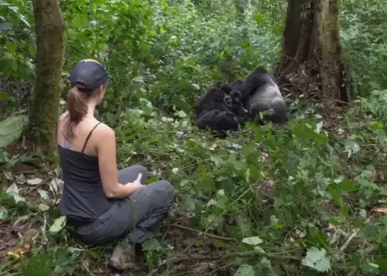 Gorilla Trekking Permit