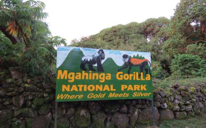 Unforgettable Gorilla Trekking